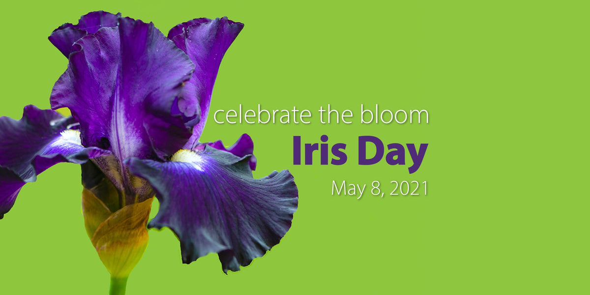 Iris Day