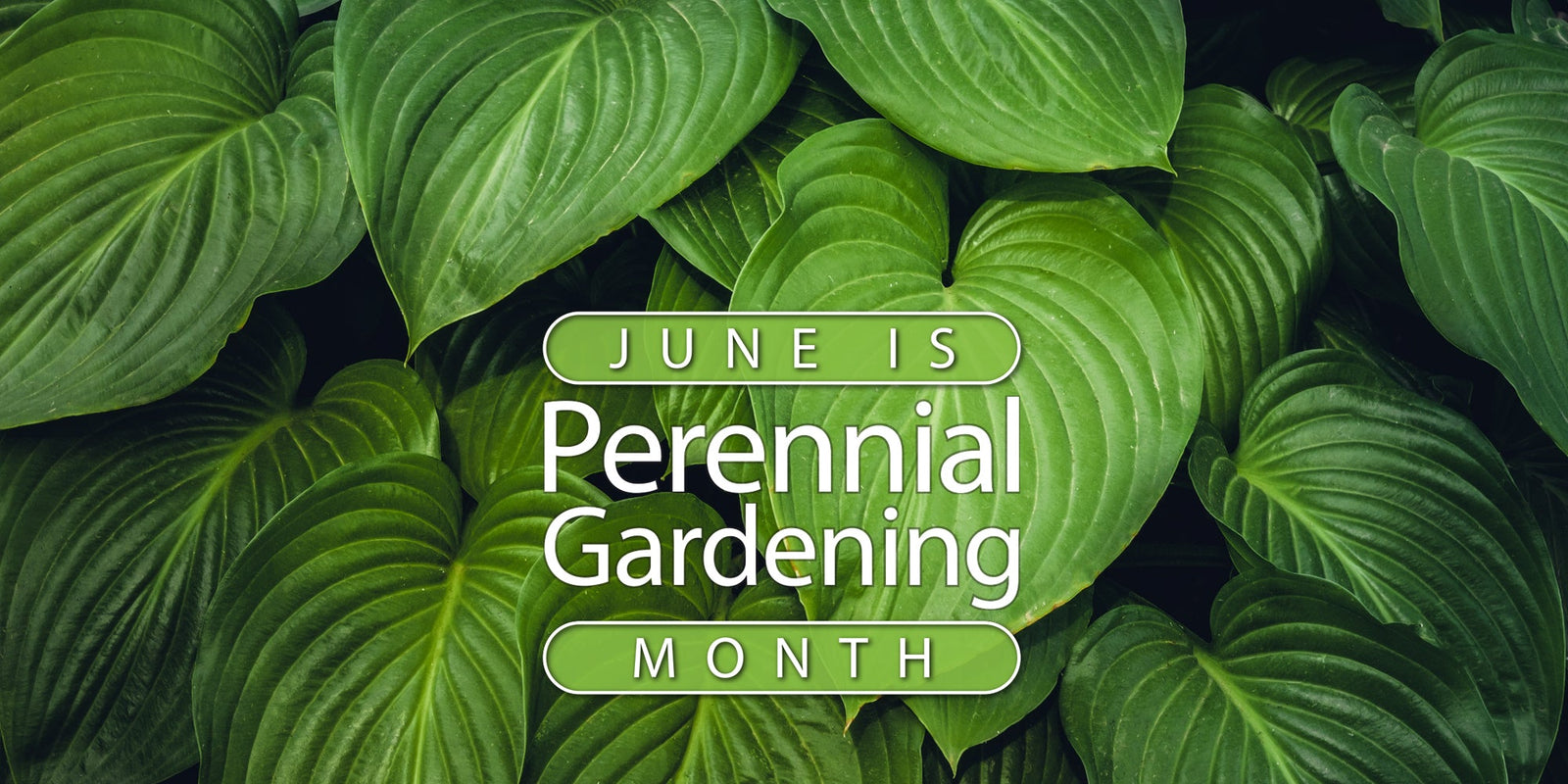 Perennial Gardening Month