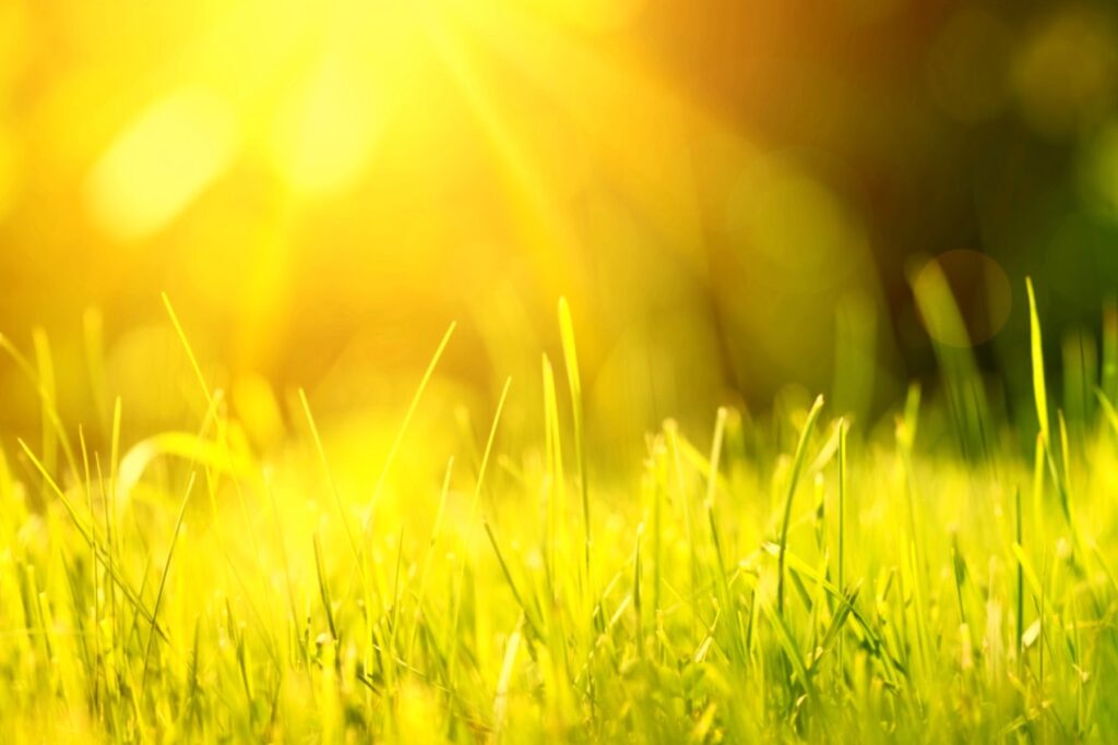 Keep Your Lawn Happy During the July Heat