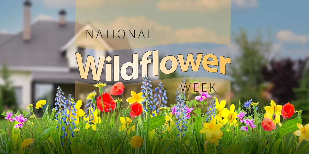 National Wildflower Week