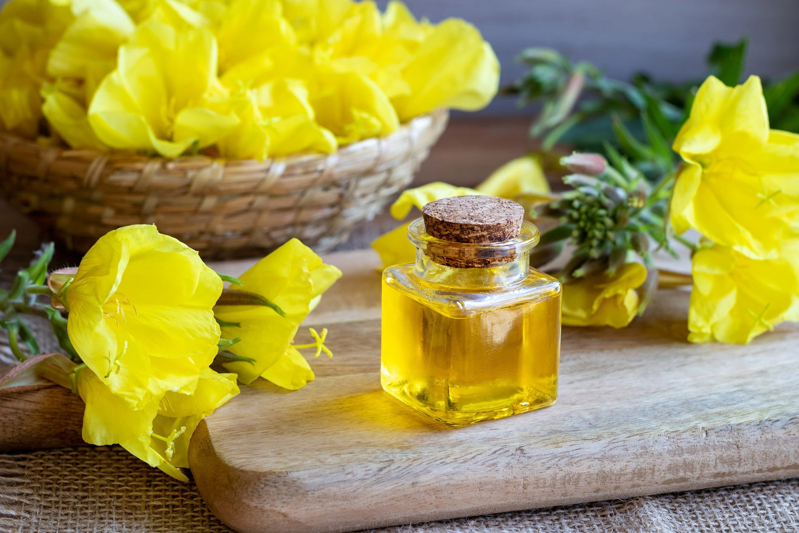 Evening Primrose Herbal Benefits