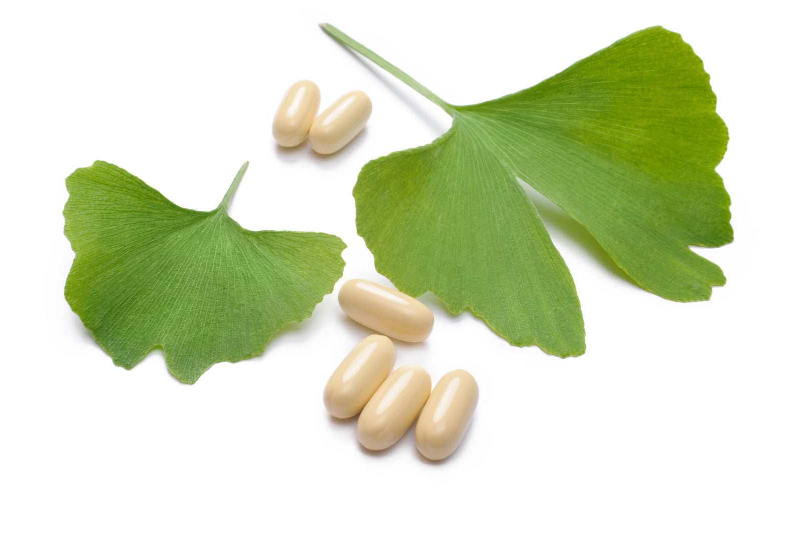 Ginkgo Biloba Herbal Benefits