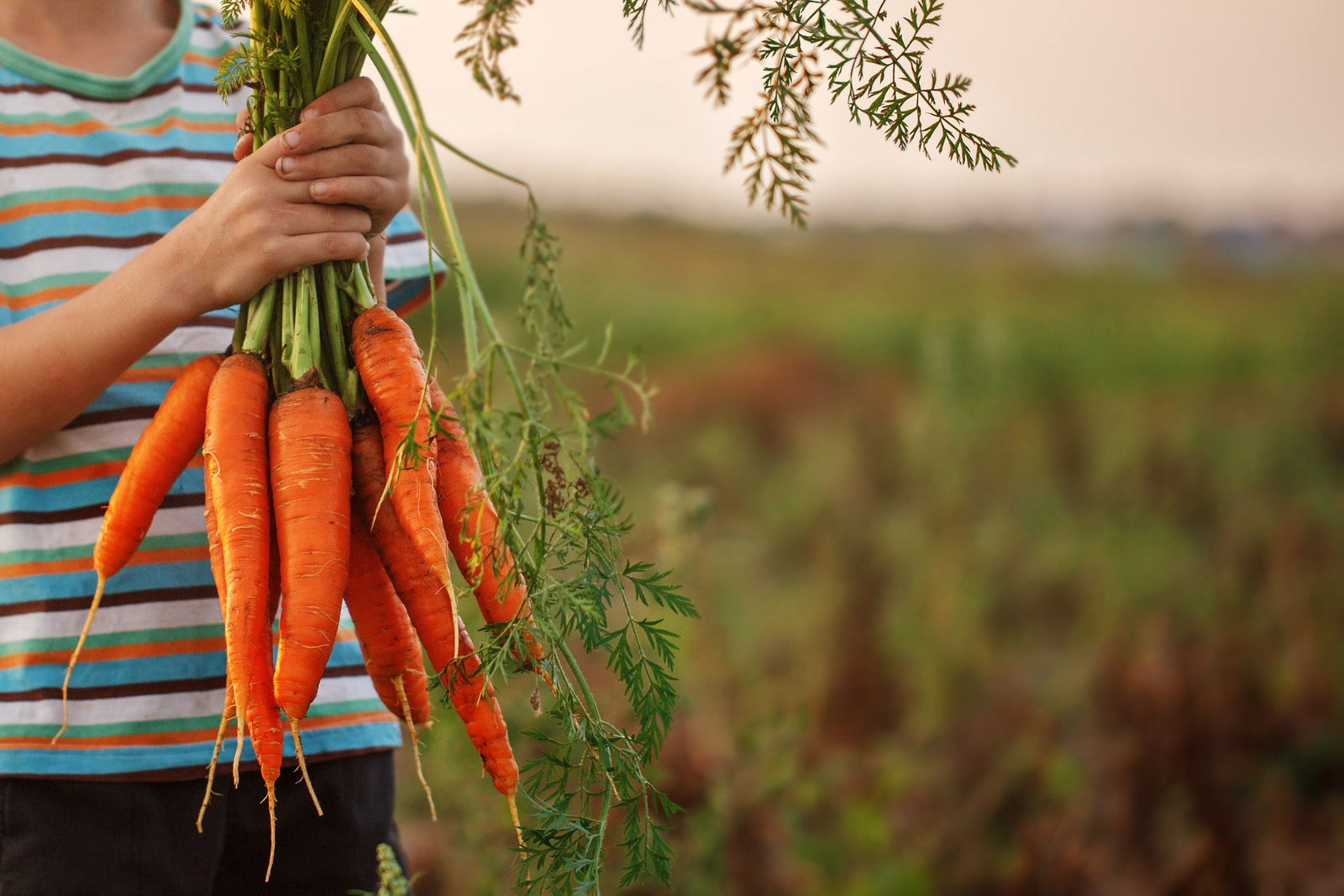 Best Tips for Harvesting Carrots