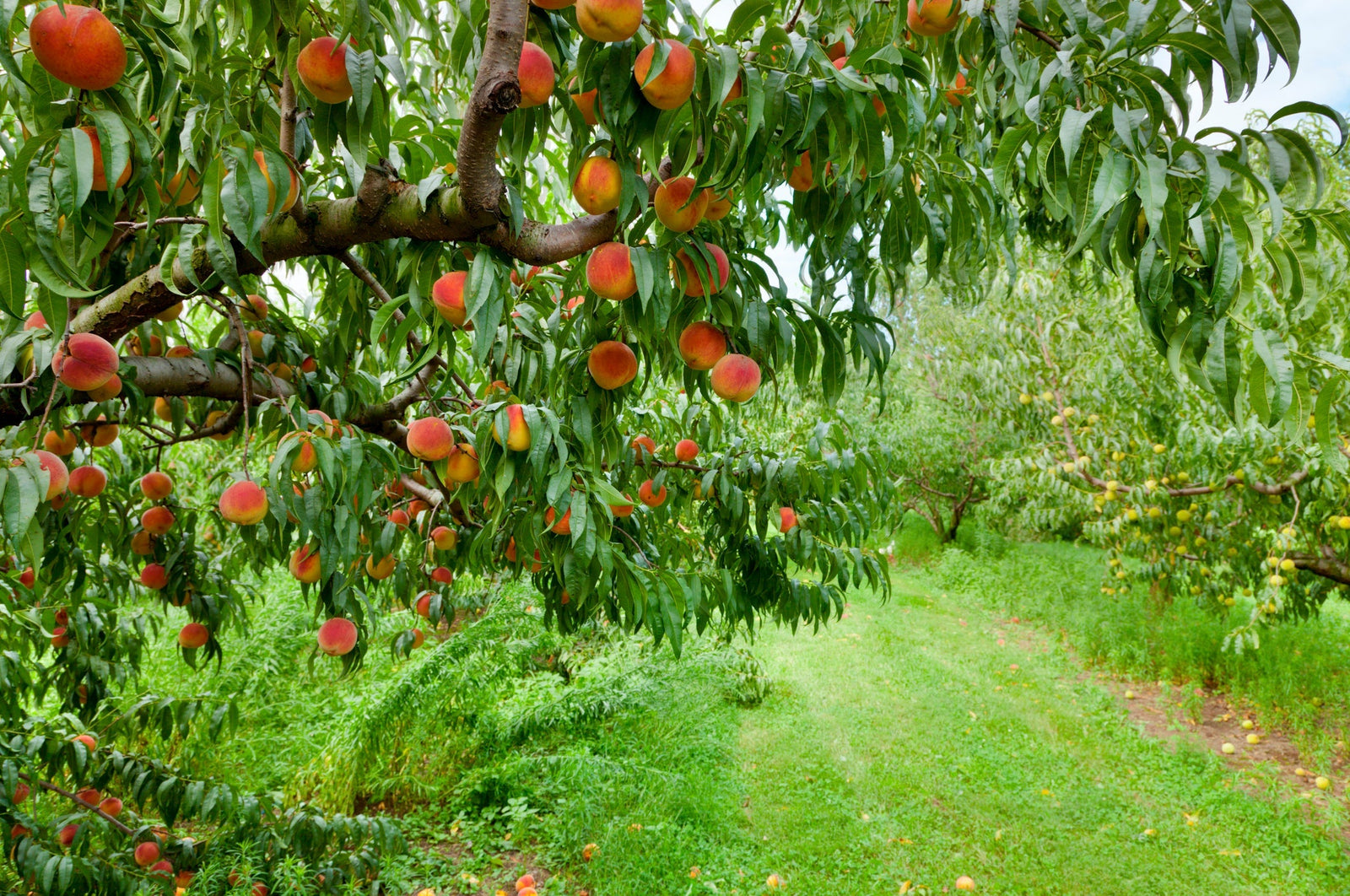 Best Tips for Growing and Harvesting Peaches & Nectarines