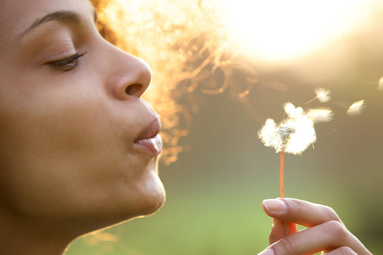 5 Interesting Facts About Dandelions