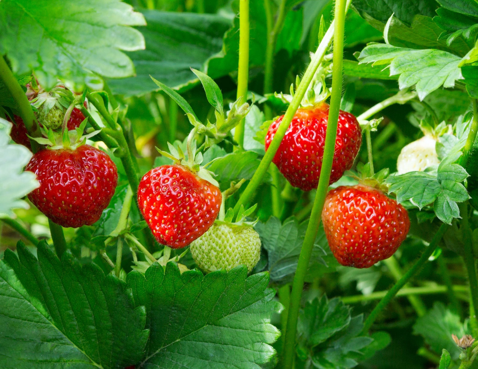 Best Tips for Growing Strawberries