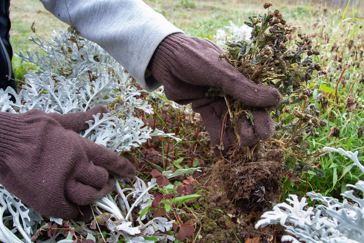 Gloved hands working among dusty miller plants in a fall garden.