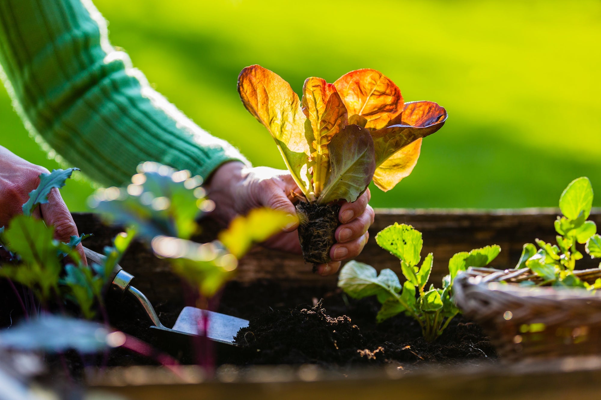 How to Prepare Your Fall Garden for Flowers and Vegetables