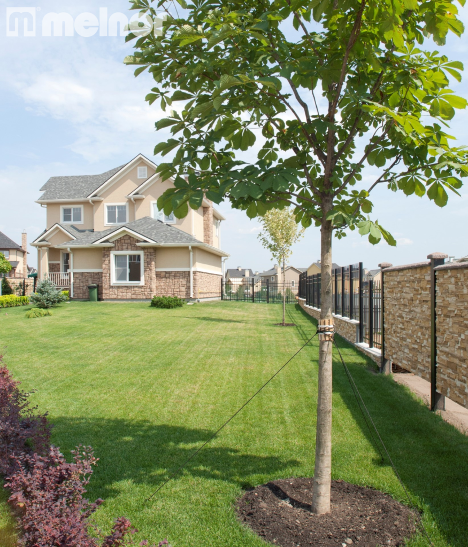 Essential Guide to Growing Young Trees & Shrubs