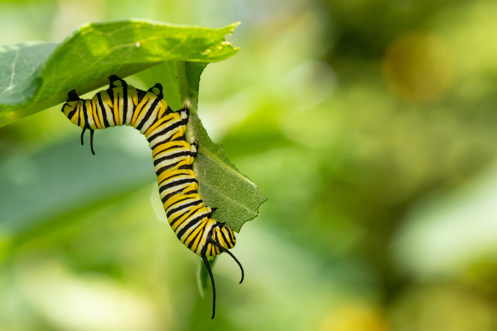 Got Milkweed?