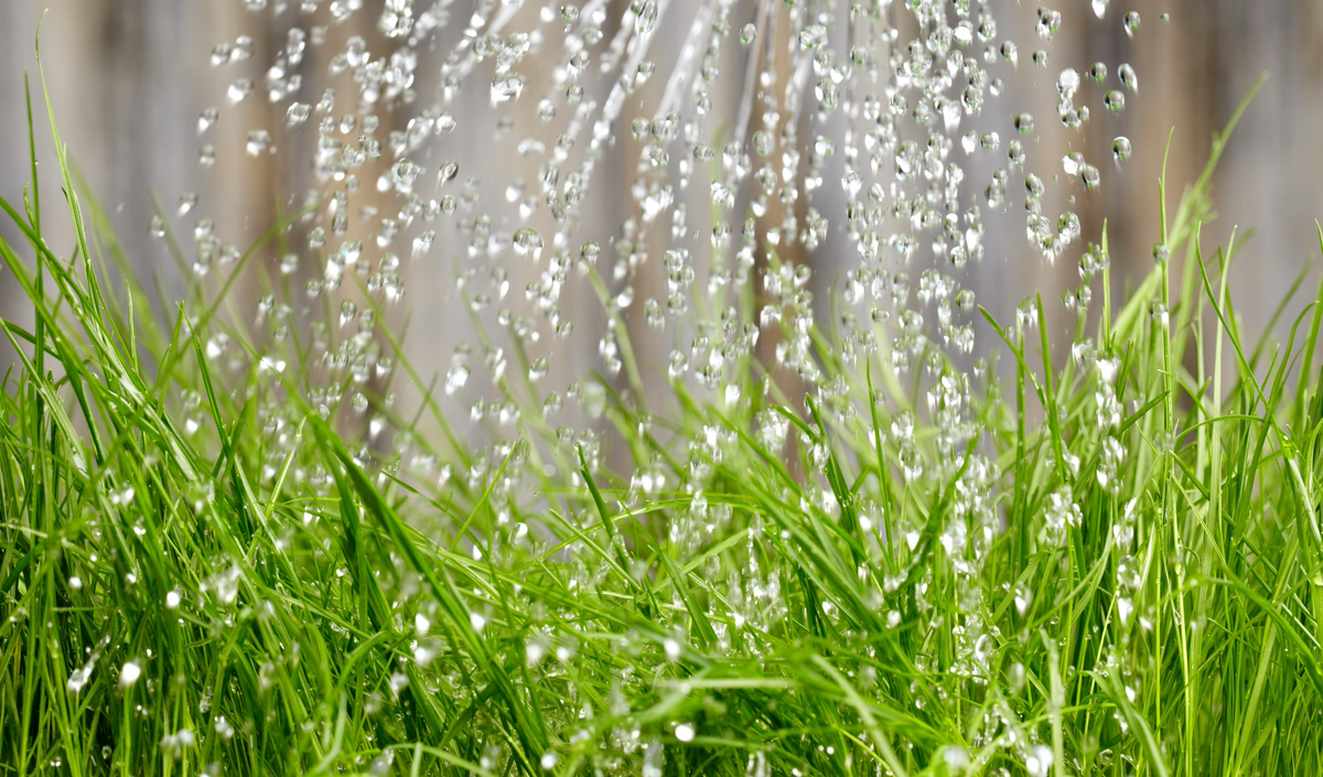 Consistent Watering is the Key to Waking Up Your Grass After Winter