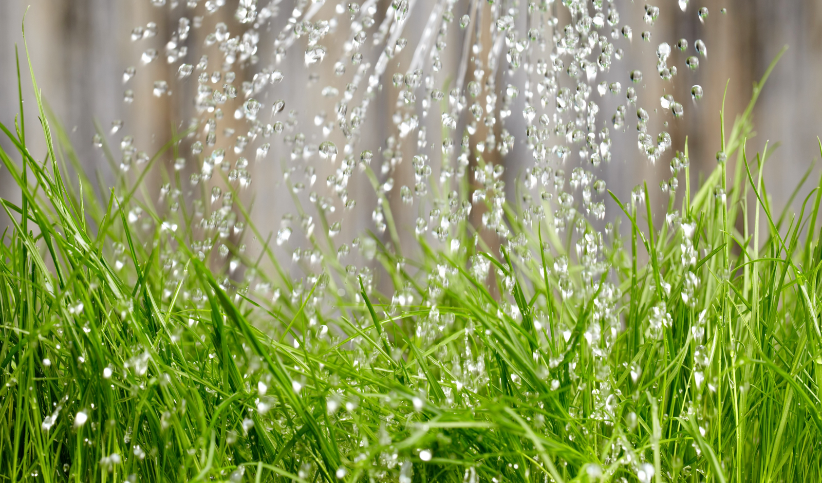 Consistent Watering is the Key to Waking Up Your Grass After Winter