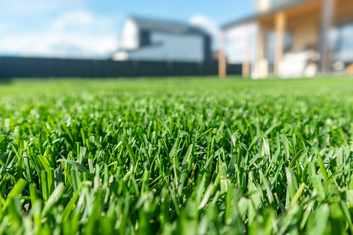 Fertilizing and Watering Guide