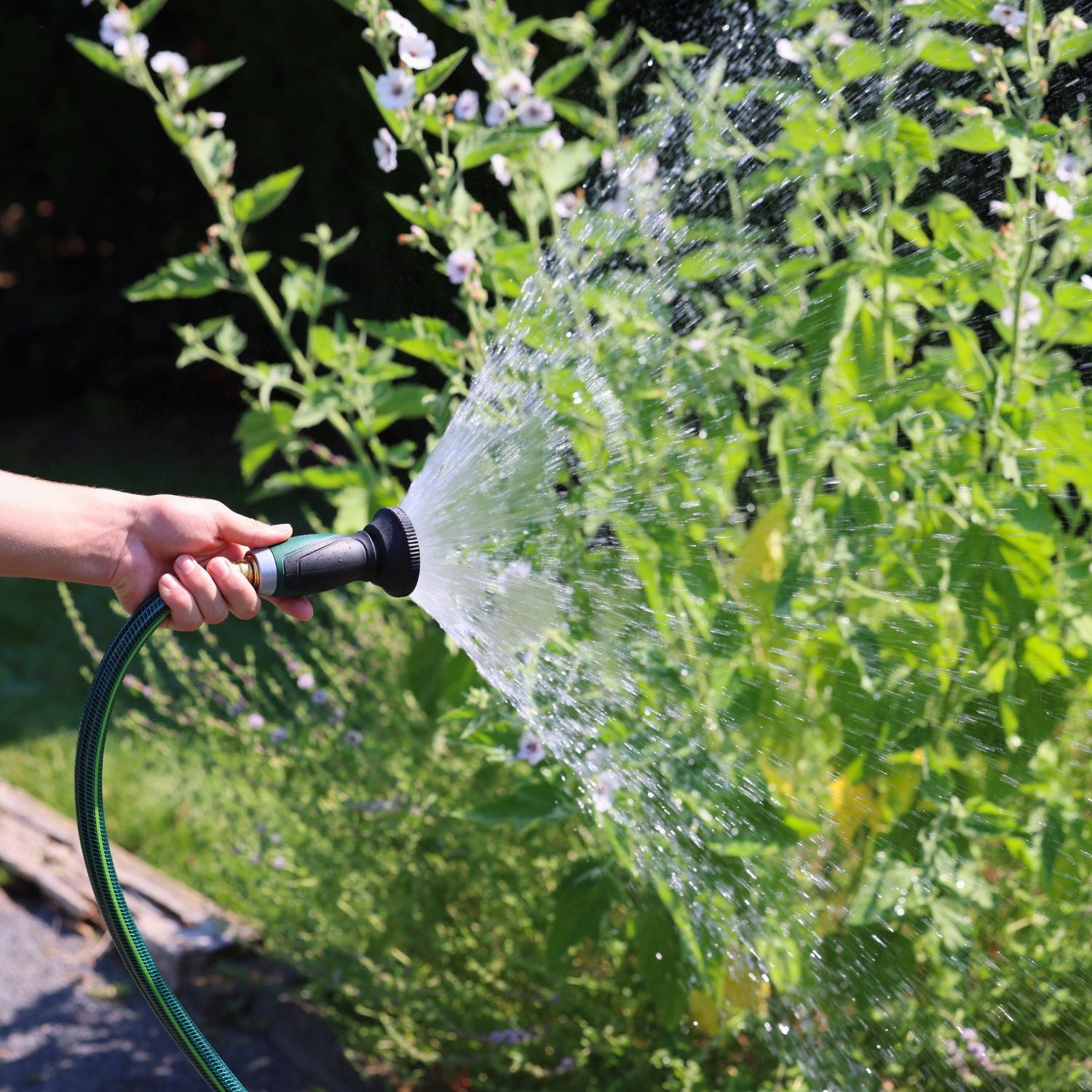 A person's hand is holding a garden hose with a nozzle, spraying water on green plants in bright sunlight, with some blurred flowers in the background.