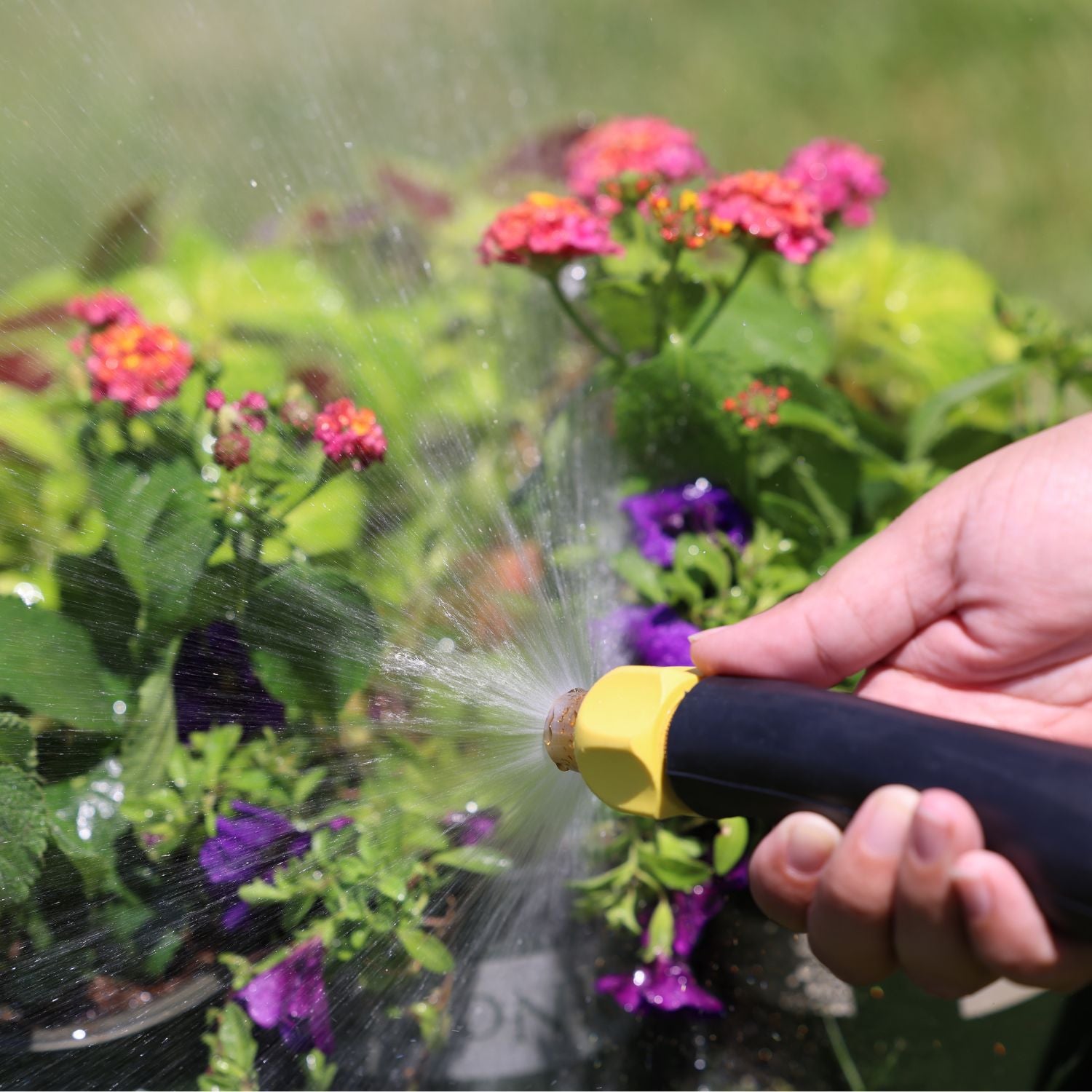A person's hand is holding a garden hose with a yellow nozzle, watering bright pink and purple flowers on a sunny day, with water droplets in the air.