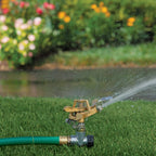 A sprinkler attached to a green hose waters lush grass in a garden blooming with colorful roses in the sunny background.