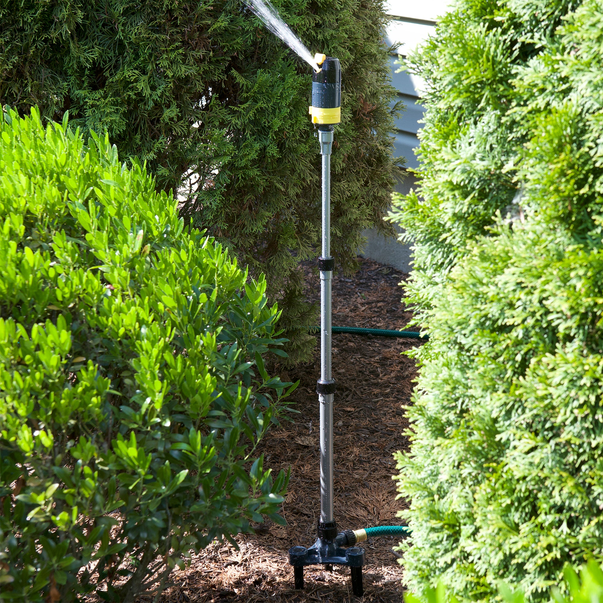 Extended sprinkler watering from behind two shrubs