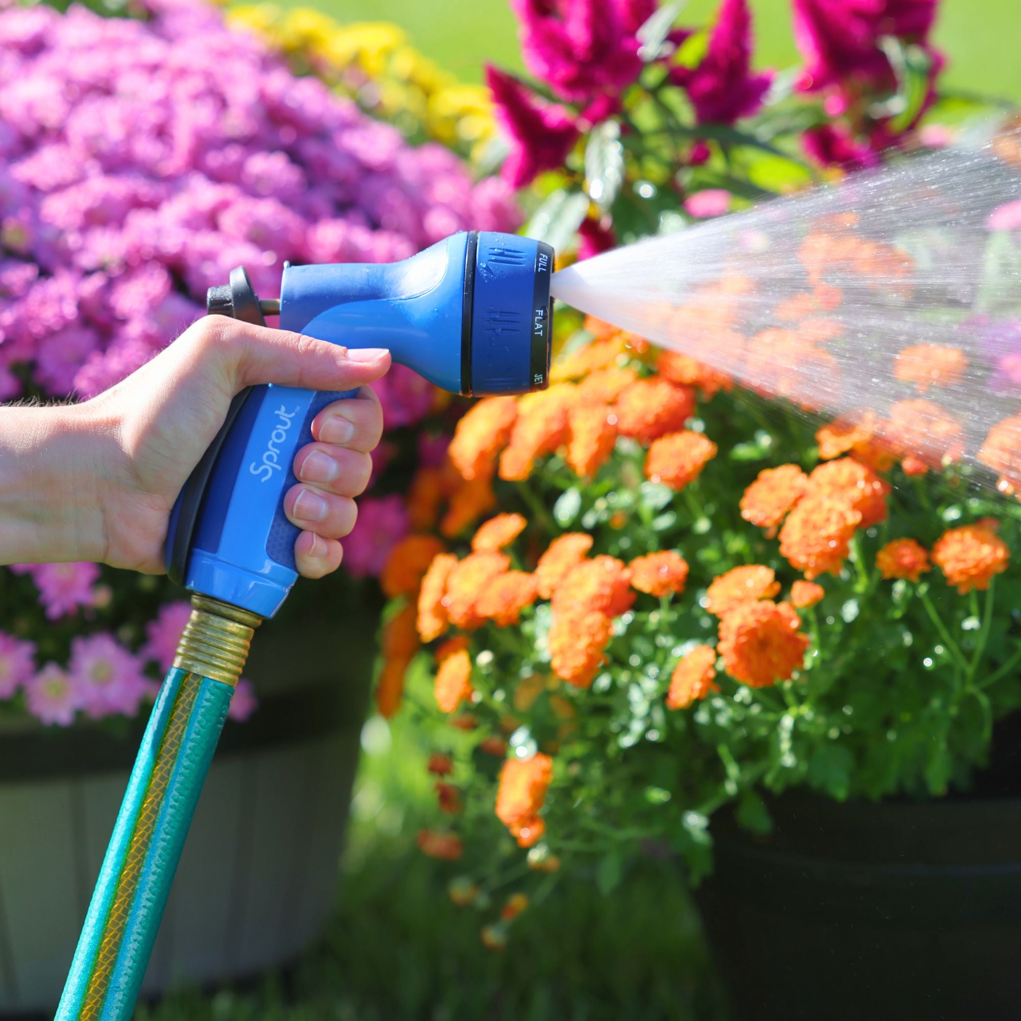 A person's hand is holding a blue garden hose nozzle, watering vibrant orange marigolds and purple flowers on a sunny day.