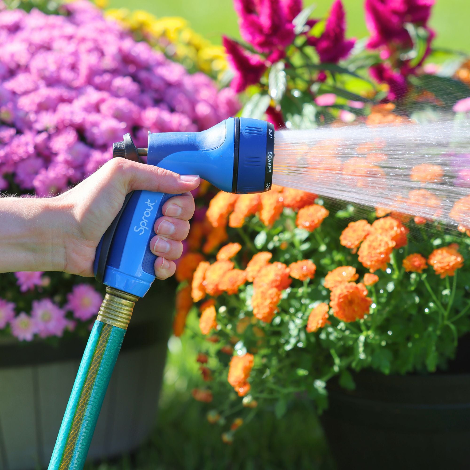 A person's hand is holding a blue garden hose nozzle, spraying water on vibrant orange and purple flowers in pots on a sunny day.