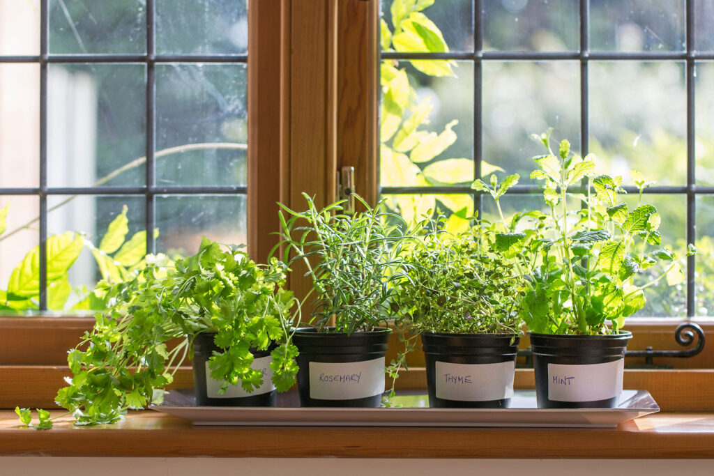 Potted herbs growing on windowsill
