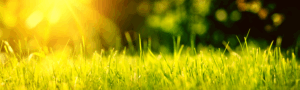 Warm grass lawn in strong sunlight