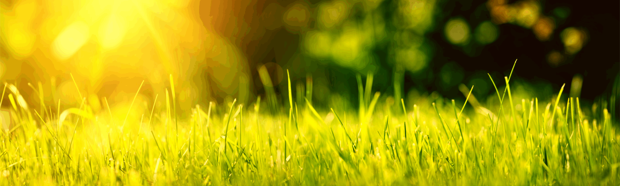 Warm grass lawn in strong sunlight