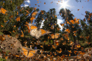 A dense swarm of monarch butterflies fills the sky of a sunlit forest