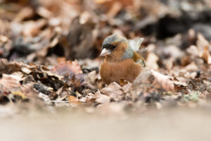 Brown and grey bird foraging for food in brown autumn leaf litter.