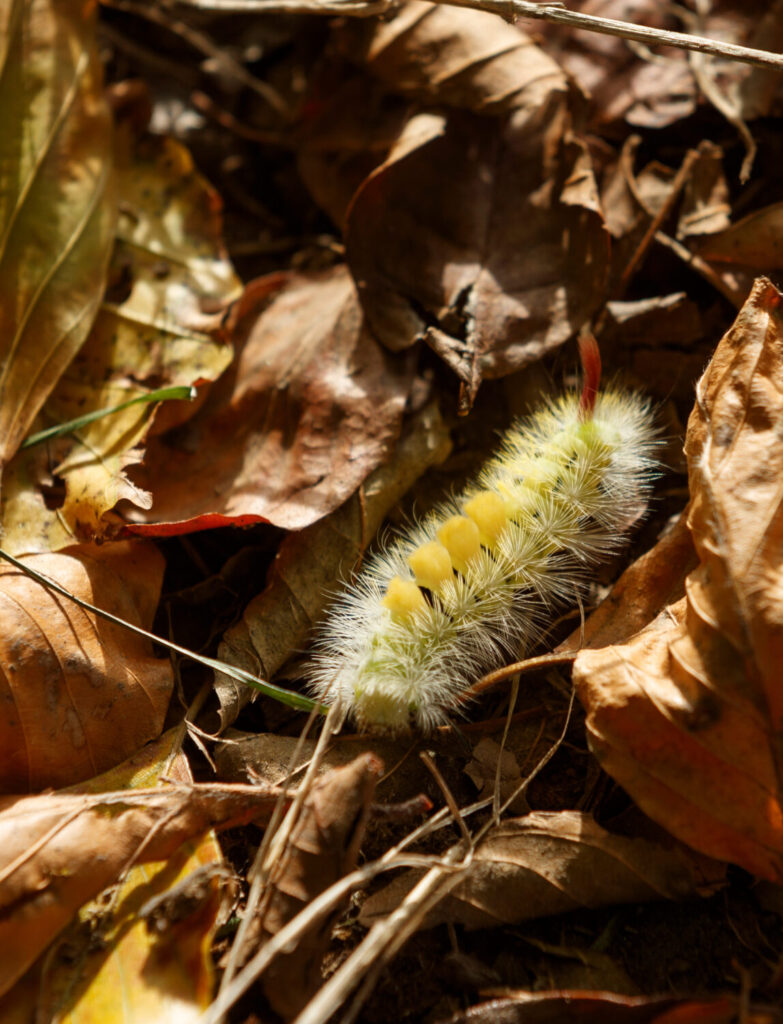 Caterpillar rummaging in brown autumn leaf litter.