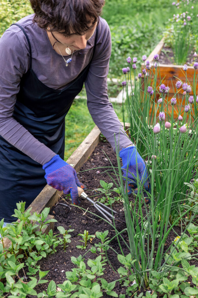Person gardening in a raised bed with herbs and flowering chives.