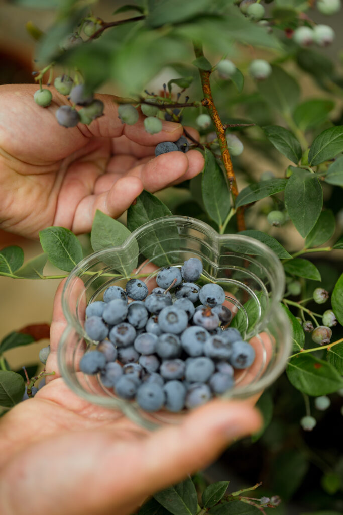 Hand holding freshly picked blueberries near a blueberry bush.