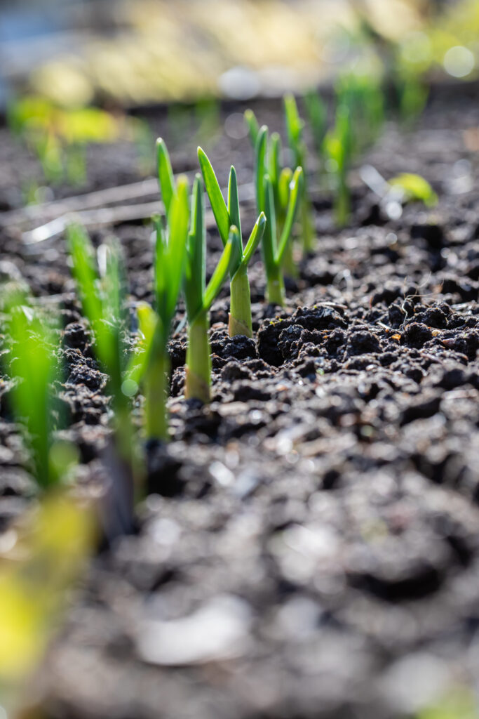 Garlic sprouts growing in rows in dark garden soil.