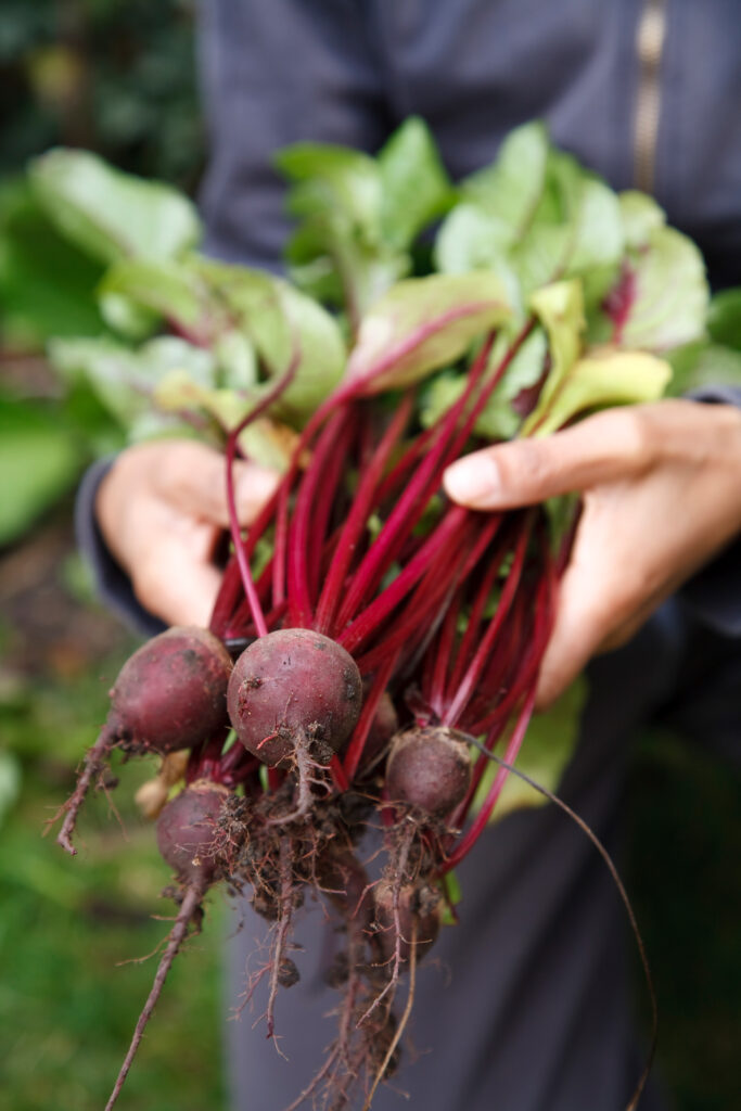 Hands holding freshly harvested beets with roots and leafy greens attached.