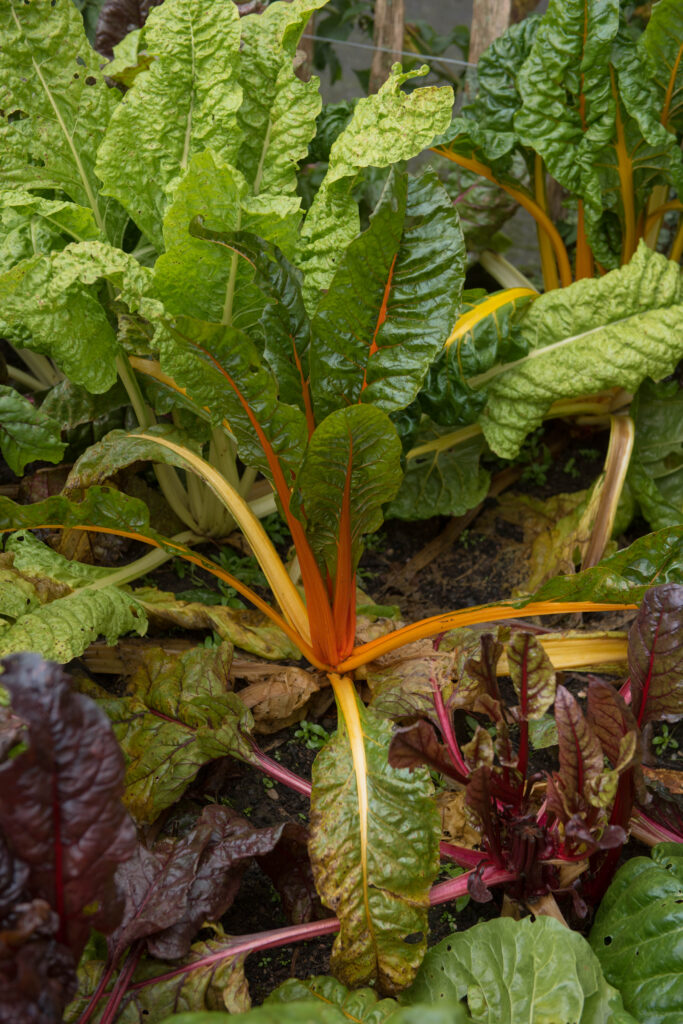 Swiss chard plants with green leaves and colorful stems growing in a garden.
