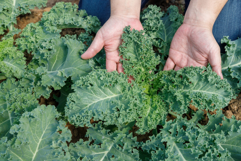 Hands holding freshly harvested kale leaves still growing in the garden.