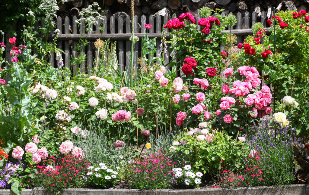 Lush flower garden with blooming pink, red, and white rose bushes mixed with colorful perennials in front of a wooden fence.