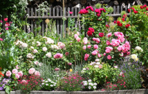 Lush flower garden with blooming pink, red, and white rose bushes mixed with colorful perennials in front of a wooden fence.